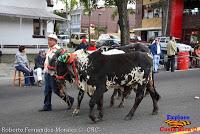 Desfile de Boyeros de San José -2012-