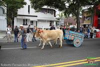 Desfile de Boyeros de San José -2012-