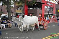 Desfile de Boyeros de San José -2012-