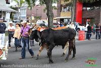 Desfile de Boyeros de San José -2012-