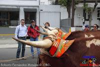 Desfile de Boyeros de San José -2012-