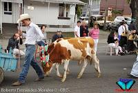 Desfile de Boyeros de San José -2012-