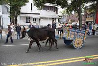 Desfile de Boyeros de San José -2012-