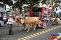 Desfile de Boyeros de San José -2012-