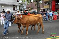 Desfile de Boyeros de San José -2012-