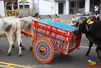 Desfile de Boyeros de San José -2012-