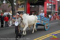 Desfile de Boyeros de San José -2012-