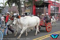 Desfile de Boyeros de San José -2012-