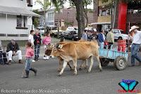 Desfile de Boyeros de San José -2012-