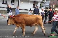 Desfile de Boyeros de San José -2012-