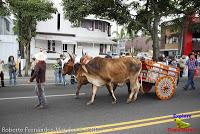 Desfile de Boyeros de San José -2012-
