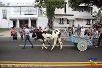 Desfile de Boyeros de San José -2012-