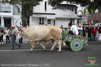 Desfile de Boyeros de San José -2012-