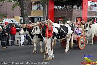 Desfile de Boyeros de San José -2012-