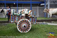 Desfile de Boyeros de San José -2012-