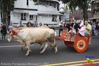 Desfile de Boyeros de San José -2012-