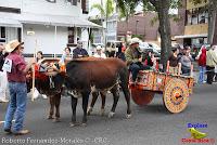 Desfile de Boyeros de San José -2012-