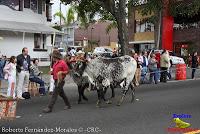 Desfile de Boyeros de San José -2012-