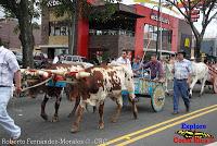 Desfile de Boyeros de San José -2012-