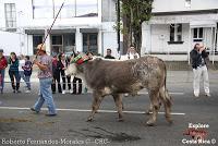 Desfile de Boyeros de San José -2012-