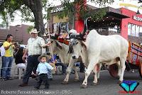Desfile de Boyeros de San José -2012-
