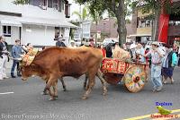 Desfile de Boyeros de San José -2012-