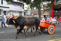 Desfile de Boyeros de San José -2012-