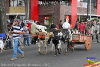 Desfile de Boyeros de San José -2012-