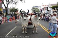 Desfile de Boyeros de San José -2012-