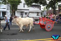 Desfile de Boyeros de San José -2012-