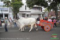 Desfile de Boyeros de San José -2012-