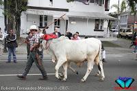 Desfile de Boyeros de San José -2012-