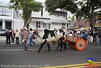 Desfile de Boyeros de San José -2012-