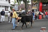 Desfile de Boyeros de San José -2012-