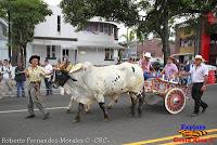 Desfile de Boyeros de San José -2012-