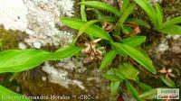 Bijagua de Upala -Tierras Altas-