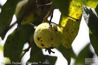 Bijagua de Upala -Tierras Altas-