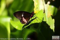 Bijagua de Upala -Tierras Altas-