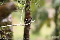 Bijagua de Upala -Tierras Altas-