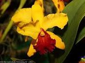 Exposición Nacional Orquídeas 2013