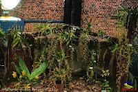 Exposición Nacional de Orquídeas 2013