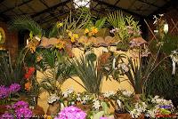 Exposición Nacional de Orquídeas 2013