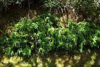 La Ruta hacia la Reserva El Copal