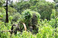 La Ruta hacia la Reserva El Copal