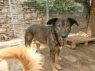 Negre, extraviado durante la evacuación en el incendio de Vallirana.