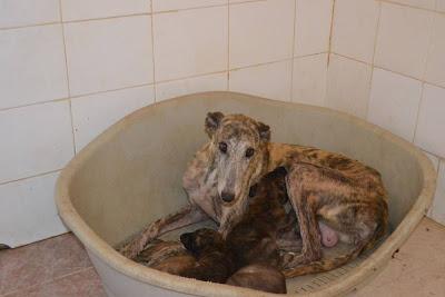 ¡¡¡MUY URGENTE!!! Turquesa y sus bebes sacados de la perrera. (LINARES)