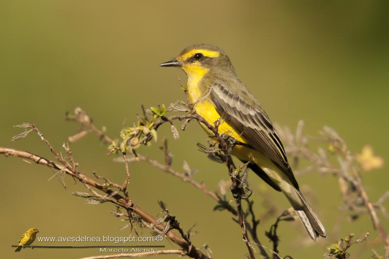 Suirirí amarillo (Yellow-browed tyrant) Satrapa icterophrys