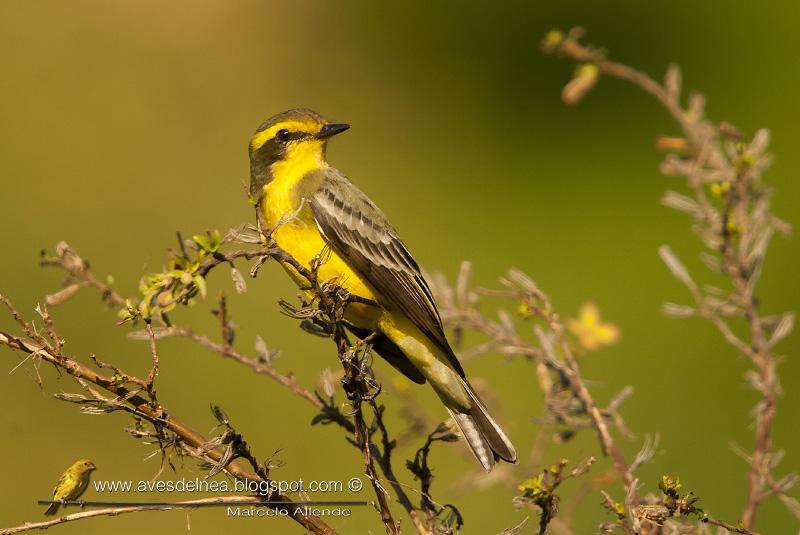 Suirirí amarillo (Yellow-browed tyrant) Satrapa icterophrys