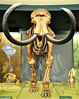 Wrangel, el dominio del último mamut