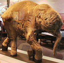 Wrangel, el dominio del último mamut
